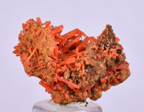 2.5cms GEM RED CROCOITE CRYSTALS CLUSTER MATRIX ADELAIDE MINE AUSTRALIA ZB49