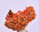 2.5cms GEM RED CROCOITE CRYSTALS CLUSTER MATRIX ADELAIDE MINE AUSTRALIA ZB49