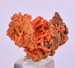 2.5cms GEM RED CROCOITE CRYSTALS CLUSTER MATRIX ADELAIDE MINE AUSTRALIA ZB49