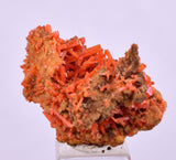 2.5cms GEM RED CROCOITE CRYSTALS CLUSTER MATRIX ADELAIDE MINE AUSTRALIA ZB49