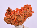 2.5cms GEM RED CROCOITE CRYSTALS CLUSTER MATRIX ADELAIDE MINE AUSTRALIA ZB49