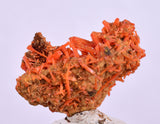 2.5cms GEM RED CROCOITE CRYSTALS CLUSTER MATRIX ADELAIDE MINE AUSTRALIA ZB49