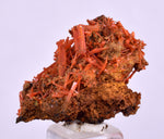 2.8cms GEM RED CROCOITE CRYSTALS CLUSTER MATRIX ADELAIDE MINE AUSTRALIA ZB50