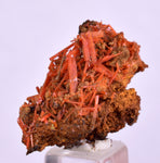 2.8cms GEM RED CROCOITE CRYSTALS CLUSTER MATRIX ADELAIDE MINE AUSTRALIA ZB50