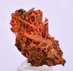2.8cms GEM RED CROCOITE CRYSTALS CLUSTER MATRIX ADELAIDE MINE AUSTRALIA ZB50