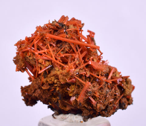 2.8cms GEM RED CROCOITE CRYSTALS CLUSTER MATRIX ADELAIDE MINE AUSTRALIA ZB50