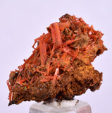2.8cms GEM RED CROCOITE CRYSTALS CLUSTER MATRIX ADELAIDE MINE AUSTRALIA ZB50