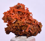 2.8cms GEM RED CROCOITE CRYSTALS CLUSTER MATRIX ADELAIDE MINE AUSTRALIA ZB50