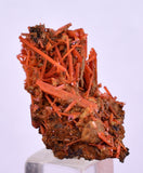 2.8cms GEM RED CROCOITE CRYSTALS CLUSTER MATRIX ADELAIDE MINE AUSTRALIA ZB50