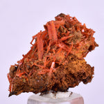 2.8cms GEM RED CROCOITE CRYSTALS CLUSTER MATRIX ADELAIDE MINE AUSTRALIA ZB50