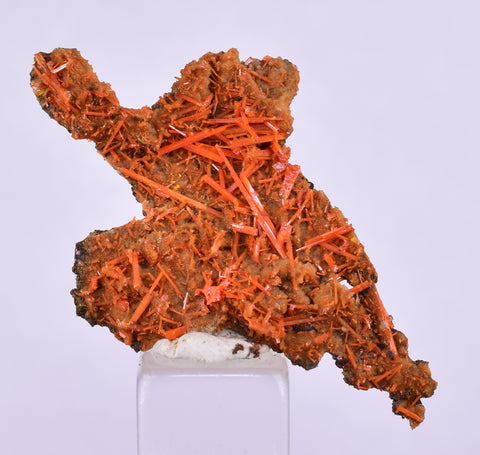 4.2cms GEM RED CROCOITE CRYSTALS CLUSTER MATRIX ADELAIDE MINE AUSTRALIA ZB51