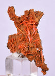 4.2cms GEM RED CROCOITE CRYSTALS CLUSTER MATRIX ADELAIDE MINE AUSTRALIA ZB51