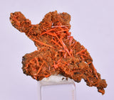 4.2cms GEM RED CROCOITE CRYSTALS CLUSTER MATRIX ADELAIDE MINE AUSTRALIA ZB51