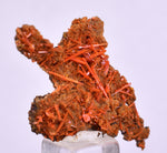 4.2cms GEM RED CROCOITE CRYSTALS CLUSTER MATRIX ADELAIDE MINE AUSTRALIA ZB51