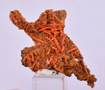 4.2cms GEM RED CROCOITE CRYSTALS CLUSTER MATRIX ADELAIDE MINE AUSTRALIA ZB51