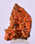 2.6cms GEM RED CROCOITE CRYSTALS CLUSTER MATRIX ADELAIDE MINE AUSTRALIA ZB52