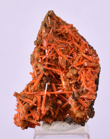 2.6cms GEM RED CROCOITE CRYSTALS CLUSTER MATRIX ADELAIDE MINE AUSTRALIA ZB52