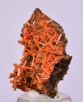 2.6cms GEM RED CROCOITE CRYSTALS CLUSTER MATRIX ADELAIDE MINE AUSTRALIA ZB52