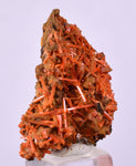 2.6cms GEM RED CROCOITE CRYSTALS CLUSTER MATRIX ADELAIDE MINE AUSTRALIA ZB52