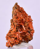 2.6cms GEM RED CROCOITE CRYSTALS CLUSTER MATRIX ADELAIDE MINE AUSTRALIA ZB52
