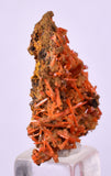 2.6cms GEM RED CROCOITE CRYSTALS CLUSTER MATRIX ADELAIDE MINE AUSTRALIA ZB52
