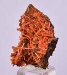 2.6cms GEM RED CROCOITE CRYSTALS CLUSTER MATRIX ADELAIDE MINE AUSTRALIA ZB52