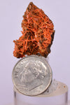 2.6cms GEM RED CROCOITE CRYSTALS CLUSTER MATRIX ADELAIDE MINE AUSTRALIA ZB52