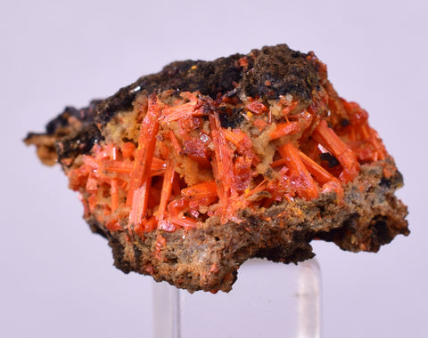 2.9cms GEM RED CROCOITE CRYSTALS CLUSTER MATRIX ADELAIDE MINE AUSTRALIA ZB53