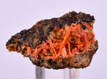 2.9cms GEM RED CROCOITE CRYSTALS CLUSTER MATRIX ADELAIDE MINE AUSTRALIA ZB53