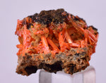 2.9cms GEM RED CROCOITE CRYSTALS CLUSTER MATRIX ADELAIDE MINE AUSTRALIA ZB53