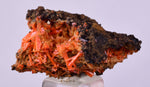 2.9cms GEM RED CROCOITE CRYSTALS CLUSTER MATRIX ADELAIDE MINE AUSTRALIA ZB53