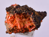 2.9cms GEM RED CROCOITE CRYSTALS CLUSTER MATRIX ADELAIDE MINE AUSTRALIA ZB53