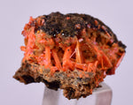 2.9cms GEM RED CROCOITE CRYSTALS CLUSTER MATRIX ADELAIDE MINE AUSTRALIA ZB53