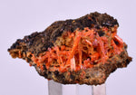 2.9cms GEM RED CROCOITE CRYSTALS CLUSTER MATRIX ADELAIDE MINE AUSTRALIA ZB53