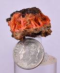 2.9cms GEM RED CROCOITE CRYSTALS CLUSTER MATRIX ADELAIDE MINE AUSTRALIA ZB53