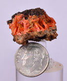 2.9cms GEM RED CROCOITE CRYSTALS CLUSTER MATRIX ADELAIDE MINE AUSTRALIA ZB53