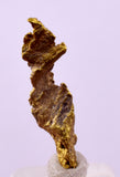 1.7cms UNIQUE NATIVE GOLD U.S.A THUMBNAIL CRYSTAL MINERAL LB219