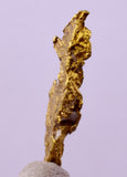 1.7cms UNIQUE NATIVE GOLD U.S.A THUMBNAIL CRYSTAL MINERAL LB219