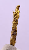 1.7cms UNIQUE NATIVE GOLD U.S.A THUMBNAIL CRYSTAL MINERAL LB219