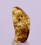 0.8cms UNIQUE NUGGET NATIVE GOLD U.S.A THUMBNAIL CRYSTAL MINERAL LB220