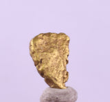 0.6cms UNIQUE NUGGET NATIVE GOLD U.S.A THUMBNAIL CRYSTAL MINERAL LB223