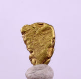 0.6cms UNIQUE NUGGET NATIVE GOLD U.S.A THUMBNAIL CRYSTAL MINERAL LB223