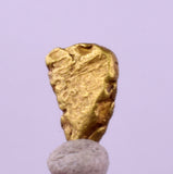 0.6cms UNIQUE NUGGET NATIVE GOLD U.S.A THUMBNAIL CRYSTAL MINERAL LB223