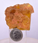 4.9cms GEM YELLOW FLUORITE SHINY CRYSTAL AHOULI MOROCCO MINERAL SPECIMEN KB74