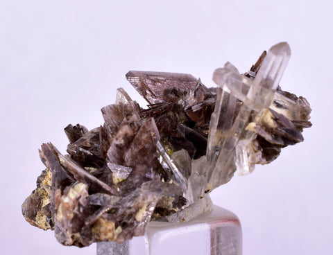 3.1cms AXINITE QUARTZ CRYSTALS Cluster Prehnite Peru Mineral Specimen Collectors AB270