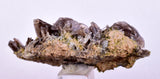 5.2cms AXINITE QUARTZ CRYSTALS Cluster Prehnite Peru Mineral Specimen Collectors AB272
