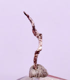1.1cms NATIVE SILVER WIRE PERU UCHUCCHACUA MINE MINERAL SPECIMEN HB362