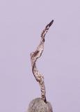 1.1cms NATIVE SILVER WIRE PERU UCHUCCHACUA MINE MINERAL SPECIMEN HB362