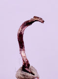 0.9cms NATIVE SILVER WIRE PERU UCHUCCHACUA MINE MINERAL SPECIMEN HB364