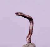 0.9cms NATIVE SILVER WIRE PERU UCHUCCHACUA MINE MINERAL SPECIMEN HB364